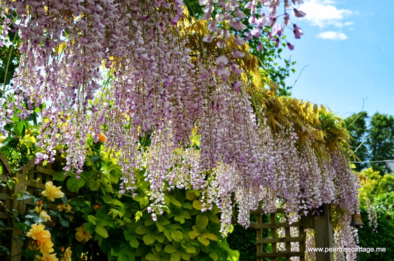 The Walled Garden